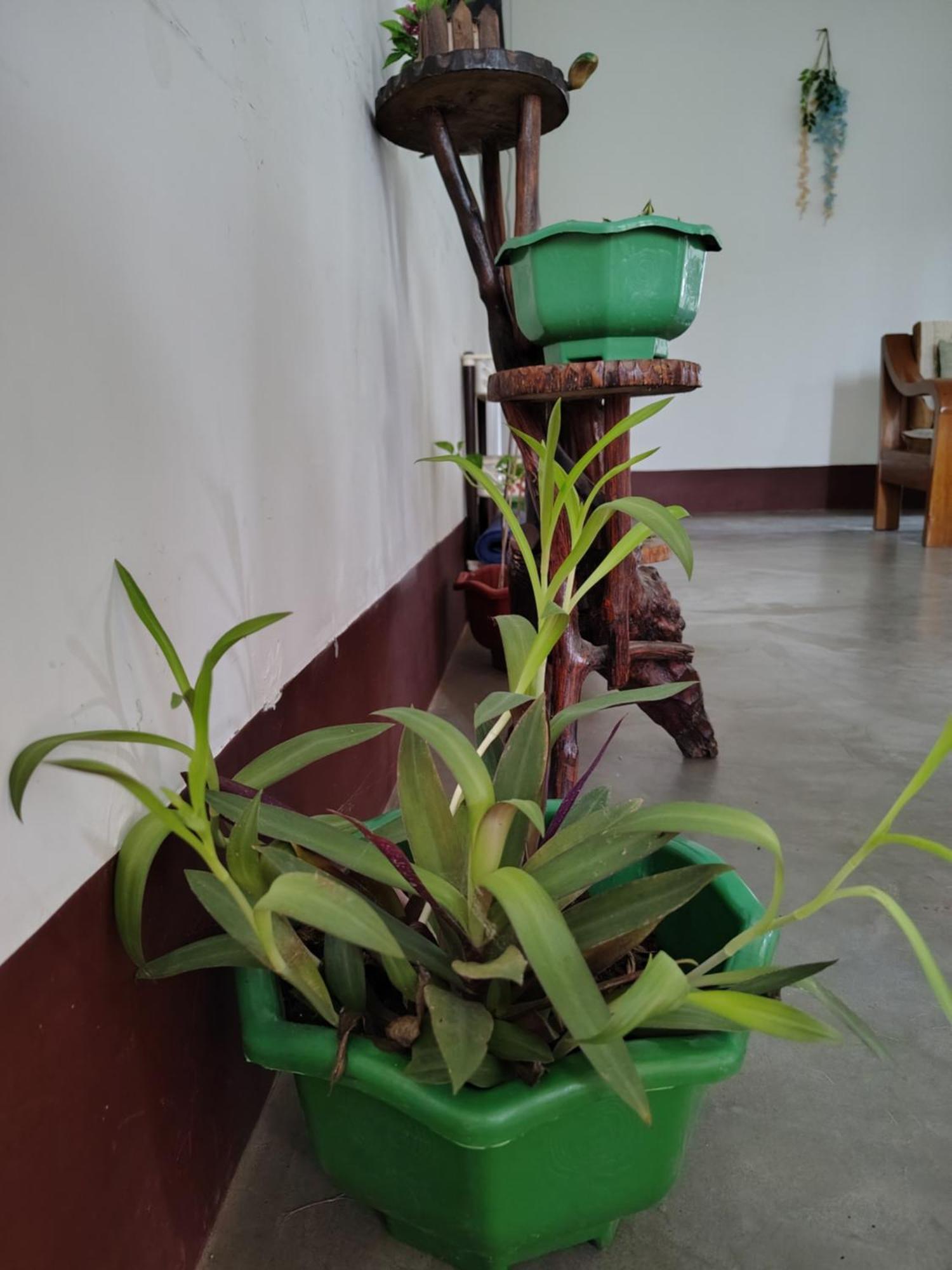 דיברוגר Gayatri Homestay מראה חיצוני תמונה